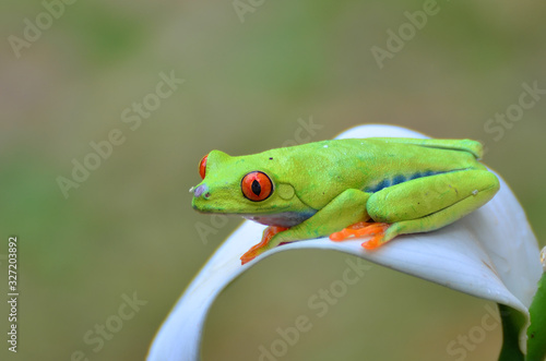 Red eyed tree frog