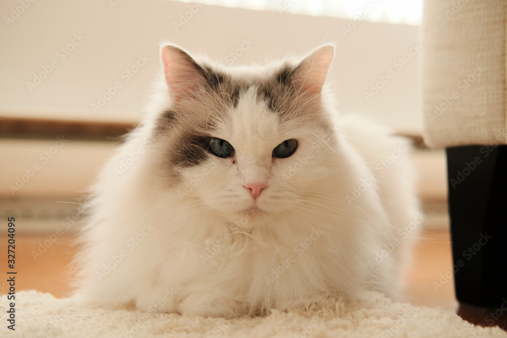 Sunny day with a cat. Purebred Ragdoll cat relaxing at window side. Sunny day with a cat. Purebred Ragdoll cat relaxing at window side.