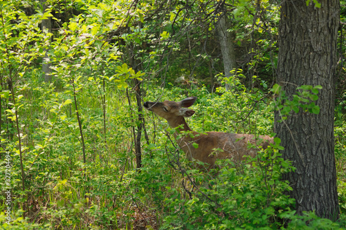 Young deer eating leaves in a green forest.