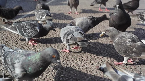 Pigeons look for food, close up, shallow DOF photo