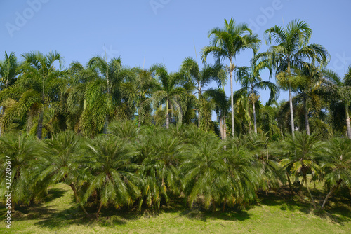 Rows of palm trees in  green grass and a blue sky in the background © Jordanj