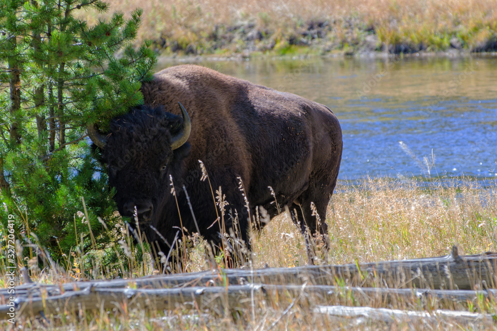 Bison near Madison River in Yellowstone National Park Bison near Madison River in Yellowstone National Park