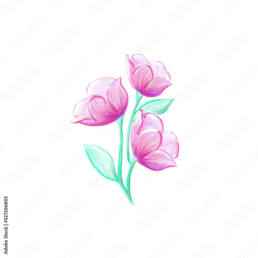 tulip Flower illustration isolated on white bakground tulip Flower illustration isolated on white bakground