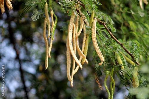 Prosopis Juliflora Pods, Karnataka.	