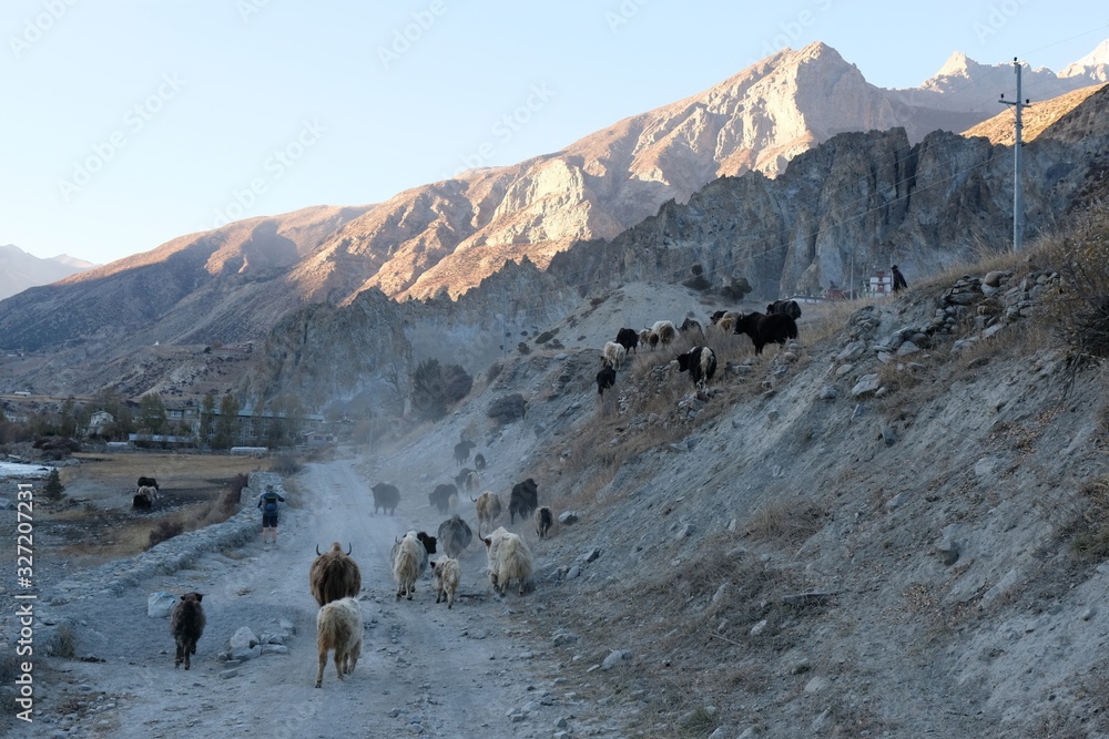 A big herd of yaks on the road, spent from the pasture in the evening near Manang, Himalaya, Nepal. Silhoutette of tourist among animals. During trekking around Annapurna, Annapurna Circuit. A big herd of yaks on the road, spent from the pasture in the evening near Manang, Himalaya, Nepal. Silhoutette of tourist among animals. During trekking around Annapurna, Annapurna Circuit.