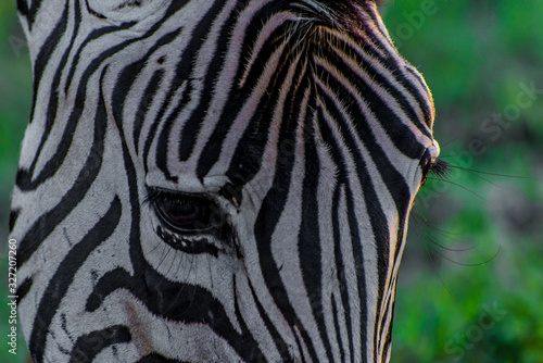 Zebre gros plan yeux 