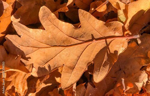 Close up view of a fallen leaf from an oak tree