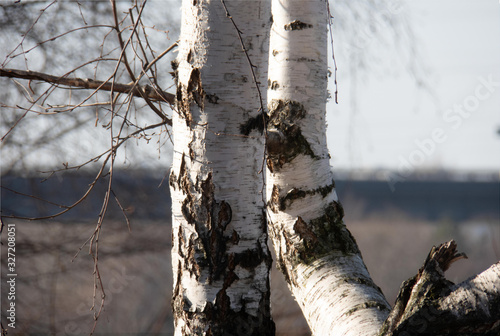 birch has suffered frosts and vandalism and inspires with its cheerful appearance