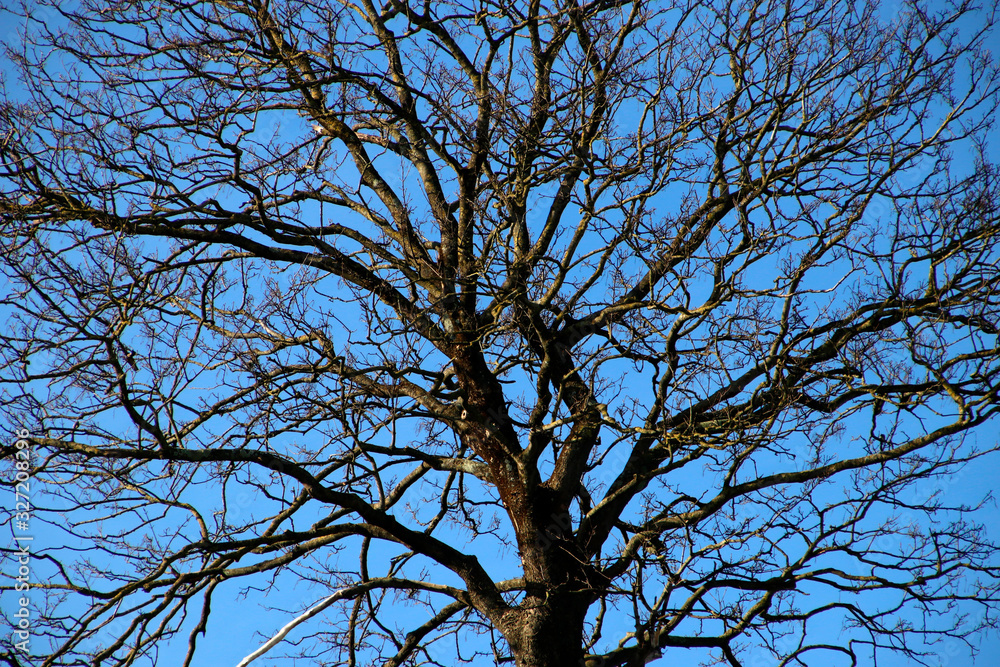 Trees in an urban environment Trees in an urban environment
