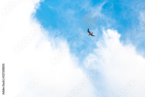 bird flies in the blue sky with clouds