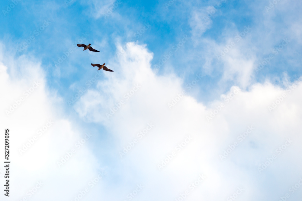 a pair of birds flies in the sky a pair of birds flies in the sky