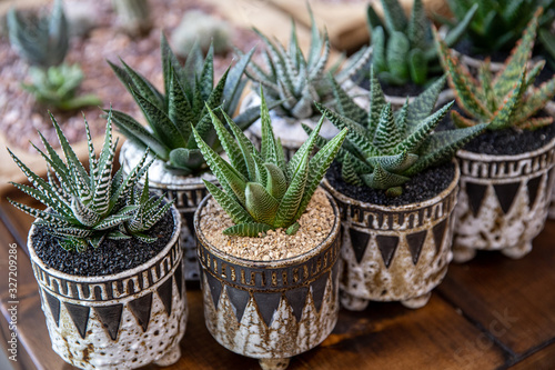Small succulent plants Haworthia Attenuata member of the subfamily Asphodeloideae potted on the wooden table at the greek garden shop in early spring time.