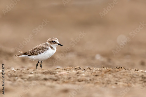 Kentish Plover with a beige background