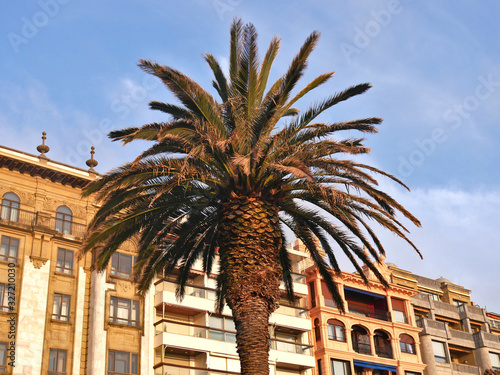 A palm tree in front of old buildings in San Sebastian Bay