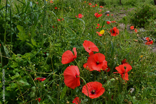 Red poppies in the meadow.Green grass. Spring in the wild photo