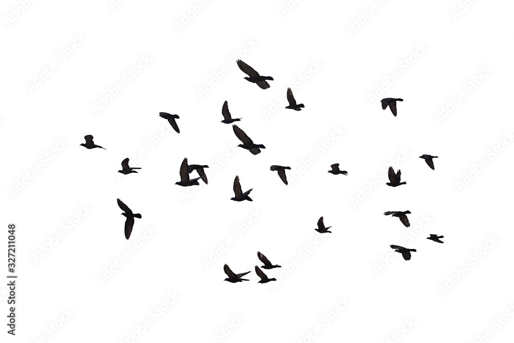 Flocks of flying pigeons isolated on white background. Clipping path. Flocks of flying pigeons isolated on white background. Clipping path.