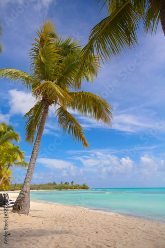 palm tree on the beach