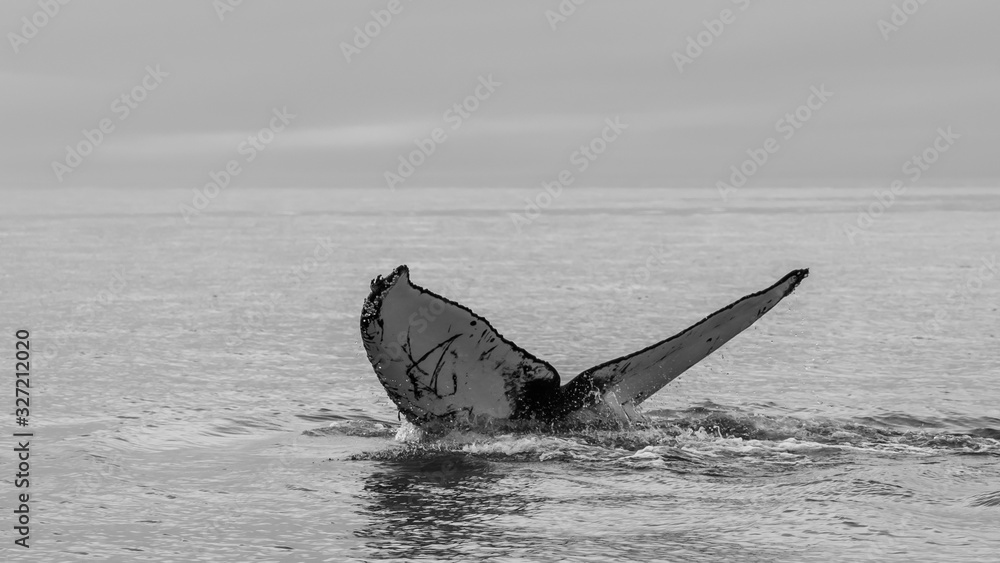 Fototapeta premium Sequence of a Humpback Whale's Fluke Slap