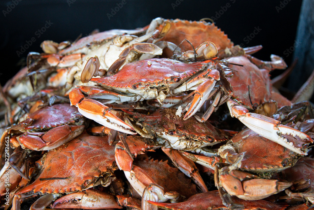 Bushel of orange steamed crabs piled for a crabfeast Bushel of orange steamed crabs piled for a crabfeast