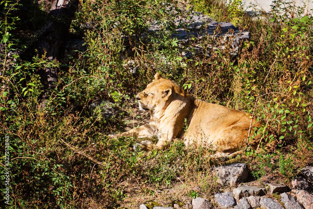 The lion's day rest lion in the grass in the sun