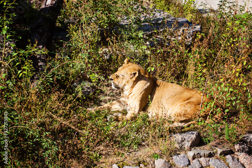 The lion s day rest lion in the grass in the sun