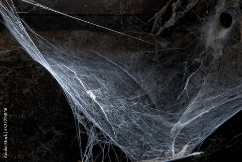 Huge real spiderweb background , dark (almost black and white) spooky ambiance photo