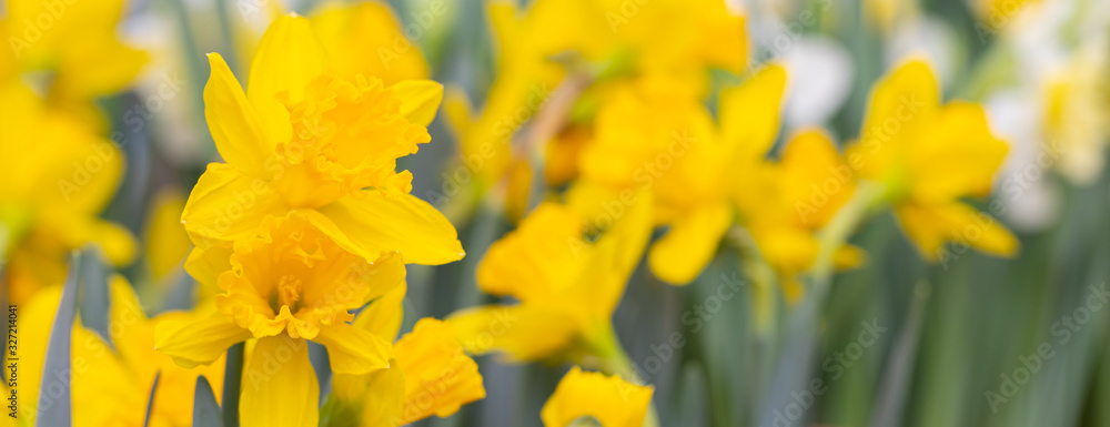 Vivid yellow blooming daffodils banner with copy space Vivid yellow blooming daffodils banner with copy space