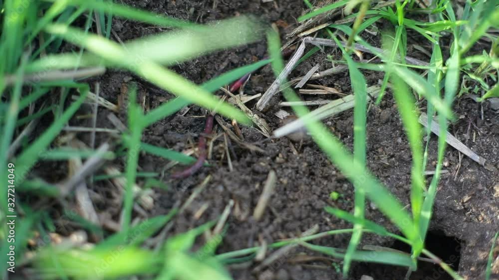 Red earth worm crawls in organic garden soil, close up Red earth worm crawls in organic garden soil, close up