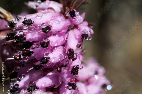 eriche con gocce d'acqua