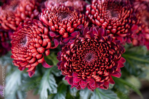 Amazing bouquet of burgundy color chrysanthemum flowers in the greek flowers boutique in winter - floral background.