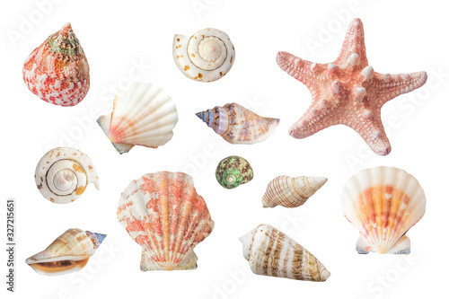Bright seashells and marine inhabitants. Clip art set on white background