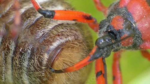 Rote Mordwanze (Rhynocoris iracundus) erbeutet Käfer im Moseltal photo