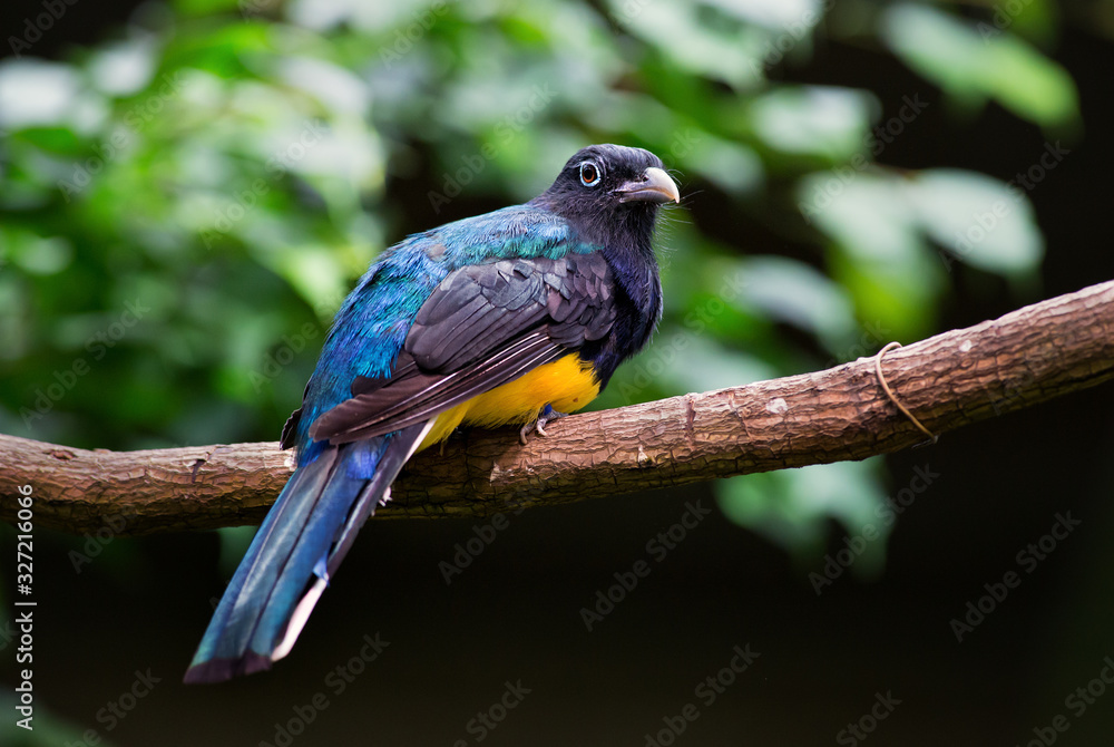 Obraz premium White-tailed Trogon - Trogon viridis, beautiful iconic bird from South American tropical forests, Brazil.