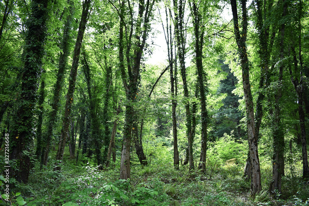 Forest Glade. Beautiful background for screensavers. Many trees. Mountain forest. Forest Glade. Beautiful background for screensavers. Many trees. Mountain forest.