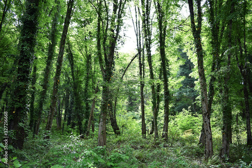 Forest Glade. Beautiful background for screensavers. Many trees. Mountain forest. © boggarti