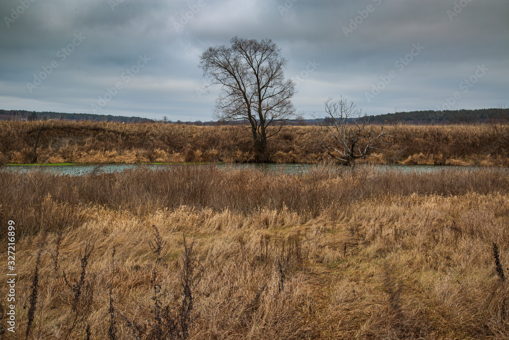 lonely tree by the river in autumn lonely tree by the river in autumn