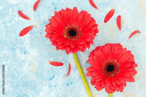 Fresh spring red flowers and petals over blue textured background