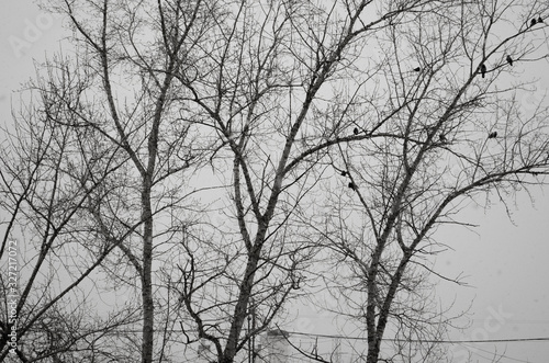 Stormy weather. Blured winter background. Dry tree black branches on the gray sky background. Birds on the branches.