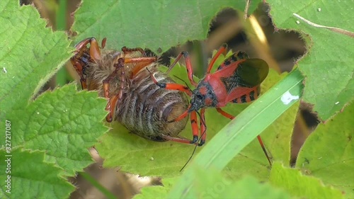 Rote Mordwanze (Rhynocoris iracundus) erbeutet Käfer im Moseltal photo