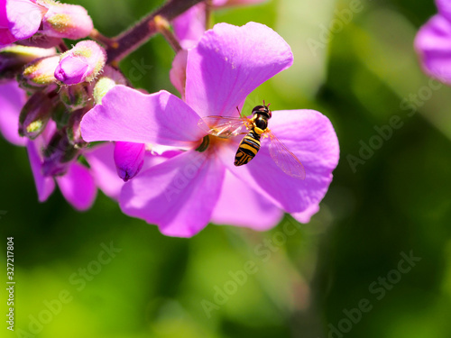 Hover fly on a purple flower