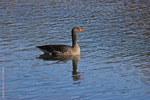 Schwimmende Graugans (Anser anser)