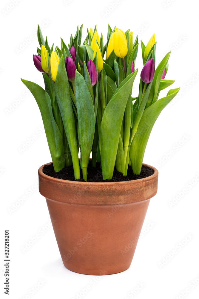 Homegrown yellow and purple tulips in flower pot isolated on white Homegrown yellow and purple tulips in flower pot isolated on white