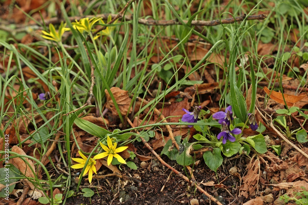 Fototapeta premium Acker-Gelbstern (Gagea villosa) und Duftveilchen (Viola odorata) im Spätwinter