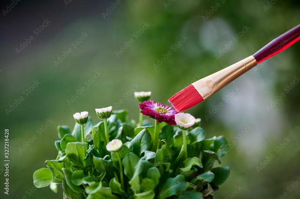 Purple and white daisies in the sunshine. A colored brush symbolizes