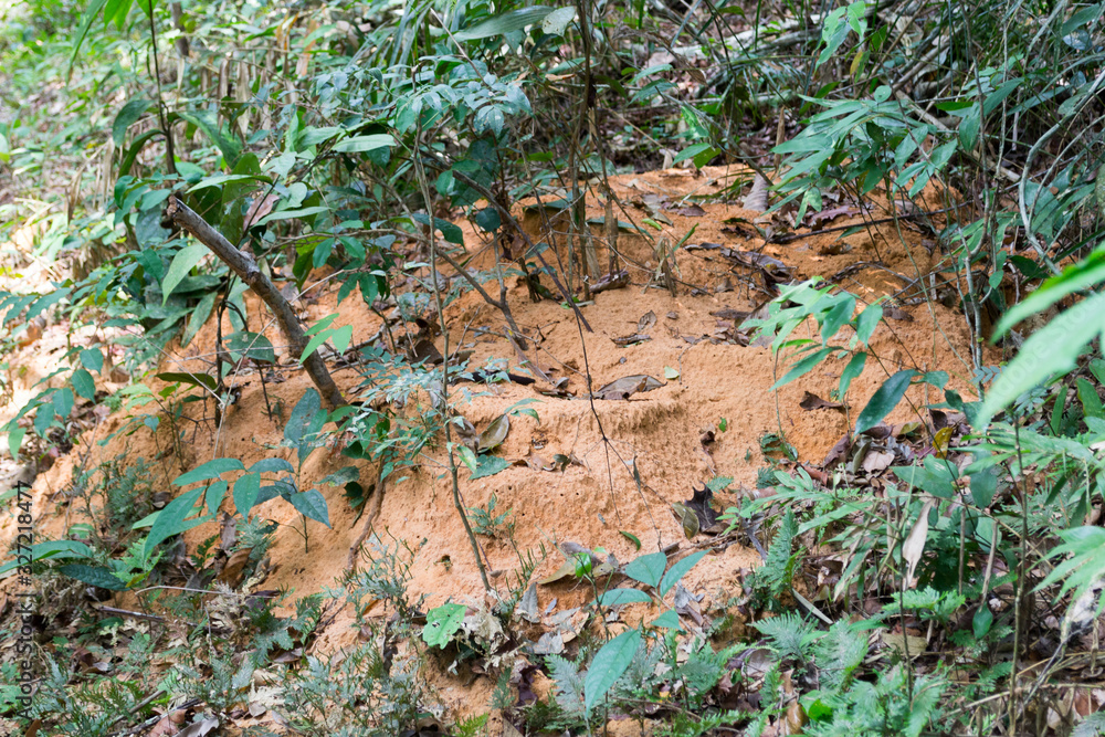 A termite mound in the amazonian forest in north of Brazil A termite mound in the amazonian forest in north of Brazil