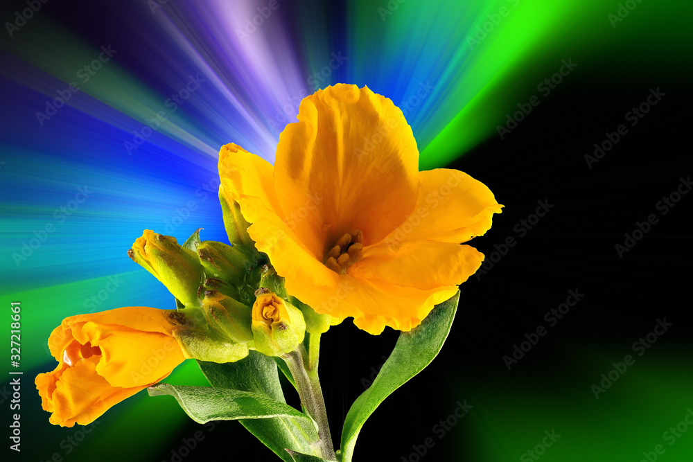 Freesia (Iridaceae) in front of a colorful abstract background Freesia (Iridaceae) in front of a colorful abstract background