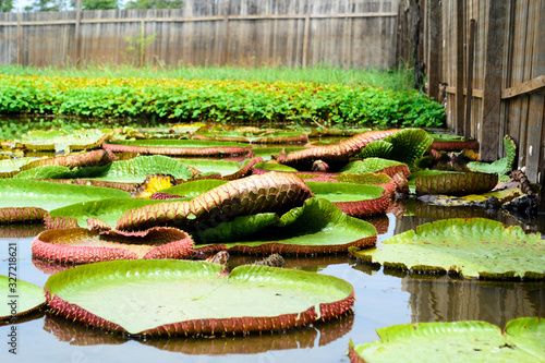 Many water lily plants, scientific name Victoria, with some flowers floating on the surface of a pond water in Brazil photo