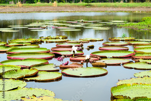 Many water lily plants, scientific name Victoria, with some flowers floating on the surface of a pond water in Brazil