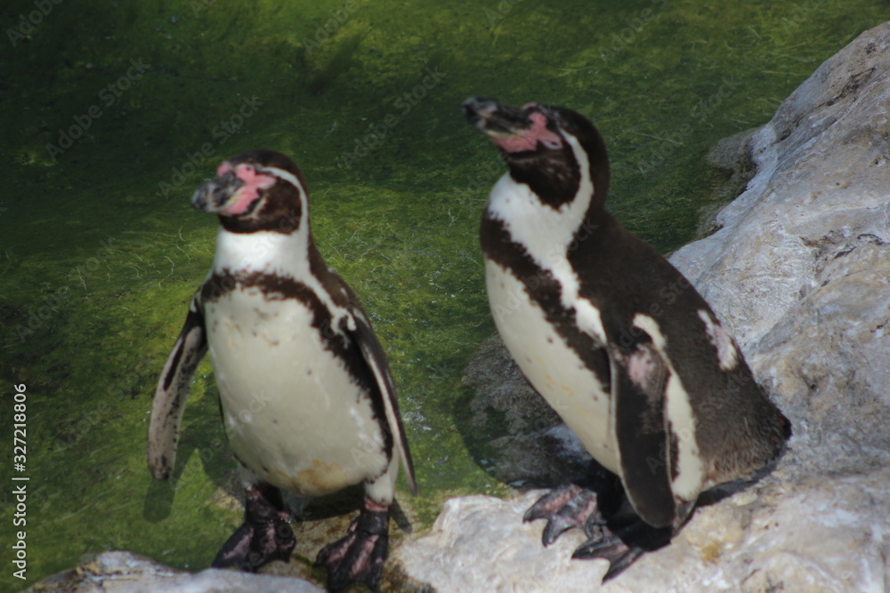 Obraz premium WUnderschöne Tiere im TIerpark vom Schloss schünbrunn