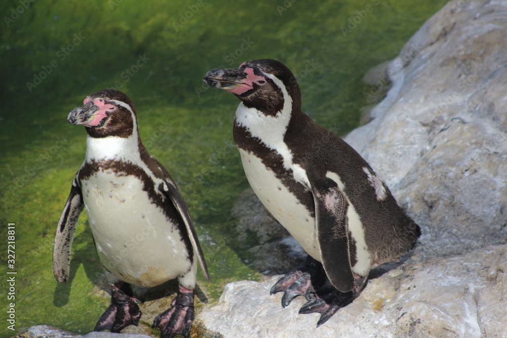 Fototapeta premium WUnderschöne Tiere im TIerpark vom Schloss schünbrunn
